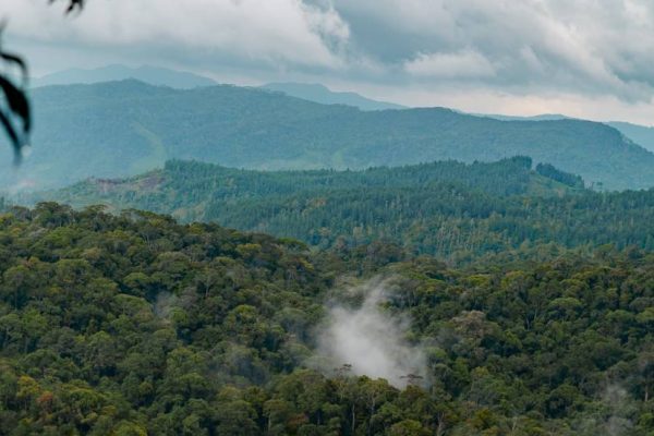 Sinharaja Forest