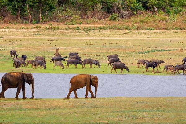 Udawalawe National Park