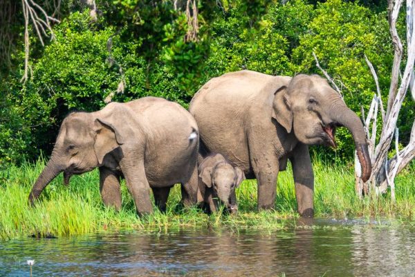 Yala National Park