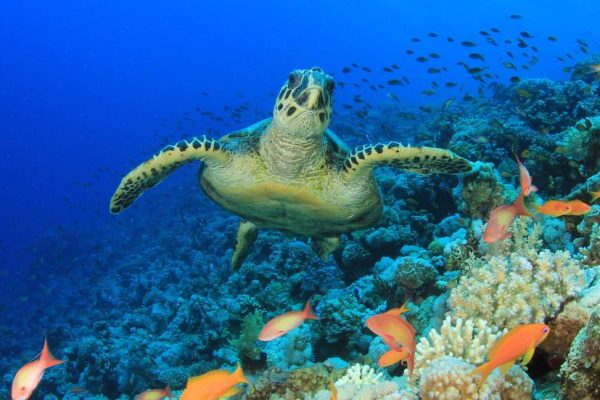 Kosgoda Turtle Hatchery