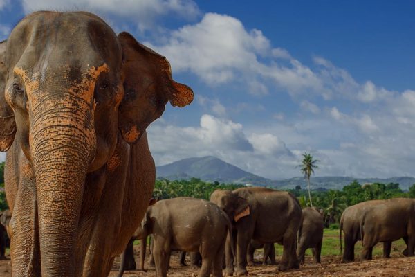 Pinnawala Elephant Orphanage